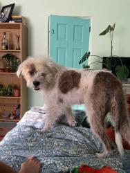 Reunited Female Dog last seen Lincoln Ave and Stanton St, Alameda, CA 94501