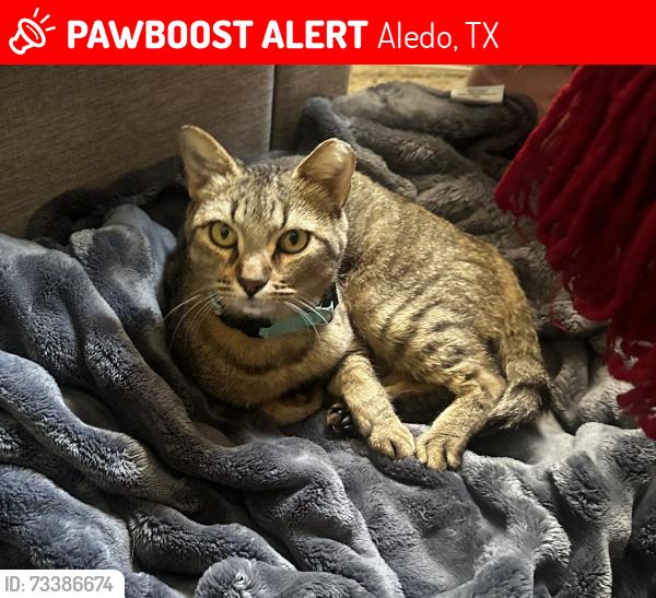 Lost Female Cat last seen Split Rail Golf Course, Aledo, TX 76008