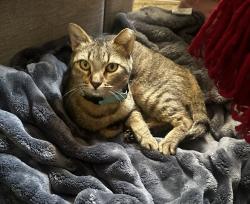 Lost Female Cat last seen Split Rail Golf Course, Aledo, TX 76008