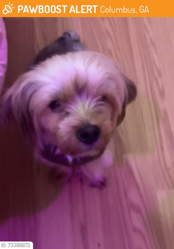 Found/Stray Male Dog last seen E Wynnton LN, Columbus, GA 31906