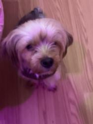 Found/Stray Male Dog last seen E Wynnton LN, Columbus, GA 31906