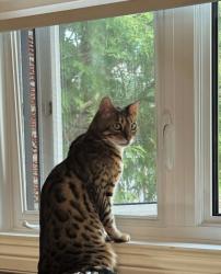 Lost Male Cat last seen Perras, Montréal, QC 