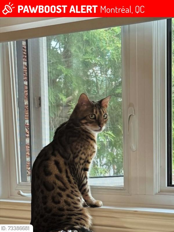 Lost Male Cat last seen Perras, Montréal, QC 