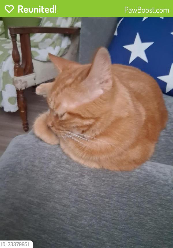Reunited Male Cat last seen Next to tom are park and city hall in wheatland, Wheatland, CA 95692