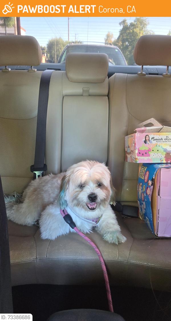 Found/Stray Male Dog last seen Sherman av and Smith av, Corona, CA 92882