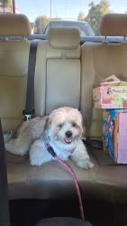 Found/Stray Male Dog last seen Sherman av and Smith av, Corona, CA 92882