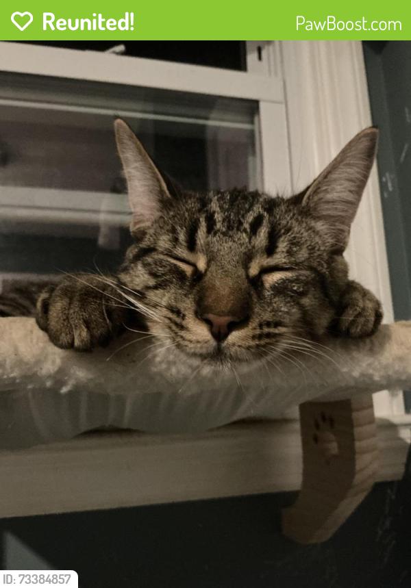 Reunited Male Cat last seen Highway 206, Chester, NJ 07930