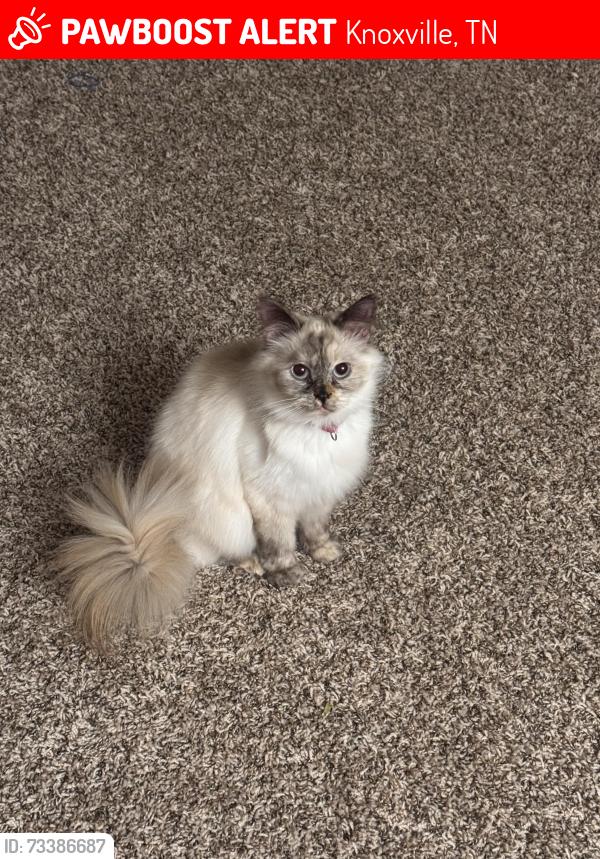 Lost Female Cat last seen Middlebrook pike (vetra west hills), Knoxville, TN 37909
