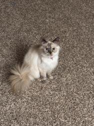 Lost Female Cat last seen Middlebrook pike (vetra west hills), Knoxville, TN 37909