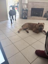 Found/Stray Male Dog last seen Mendenhall Road, Memphis, TN 38115
