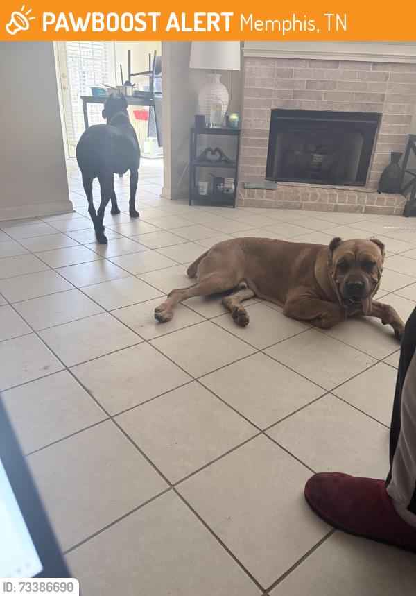 Found/Stray Male Dog last seen Mendenhall Road, Memphis, TN 38115
