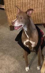 Lost Male Dog last seen Plumb Elementary and Allen Creek Park, Clearwater, FL 33764