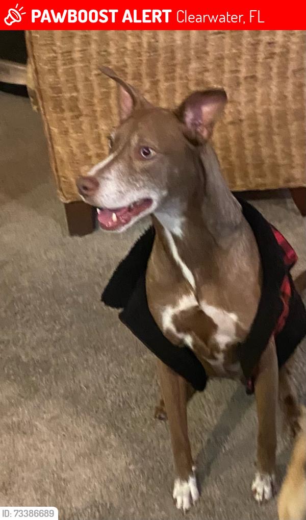 Lost Male Dog last seen Plumb Elementary and Allen Creek Park, Clearwater, FL 33764