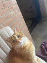 Lost Female Cat last seen Dempster and Oak, Evanston, IL 60201