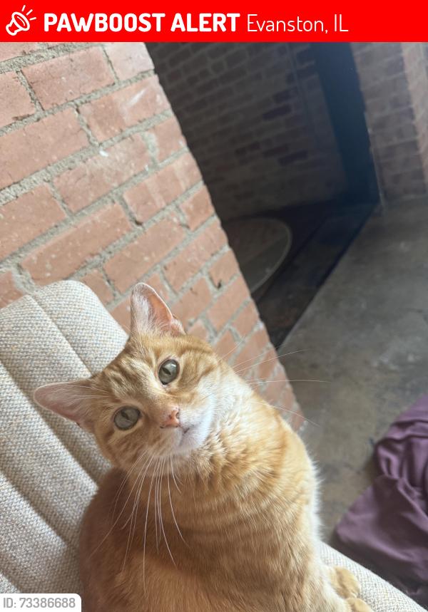 Lost Female Cat last seen Dempster and Oak, Evanston, IL 60201