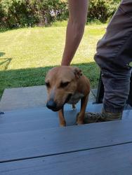 Found/Stray Female Dog last seen Philnoll Drive, Cincinnati, OH 45247