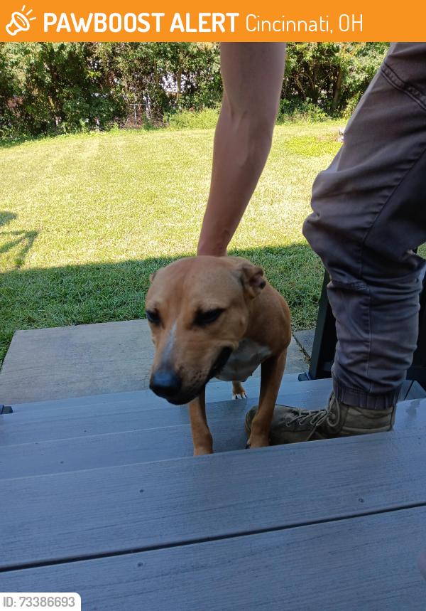 Found/Stray Female Dog last seen Philnoll Drive, Cincinnati, OH 45247
