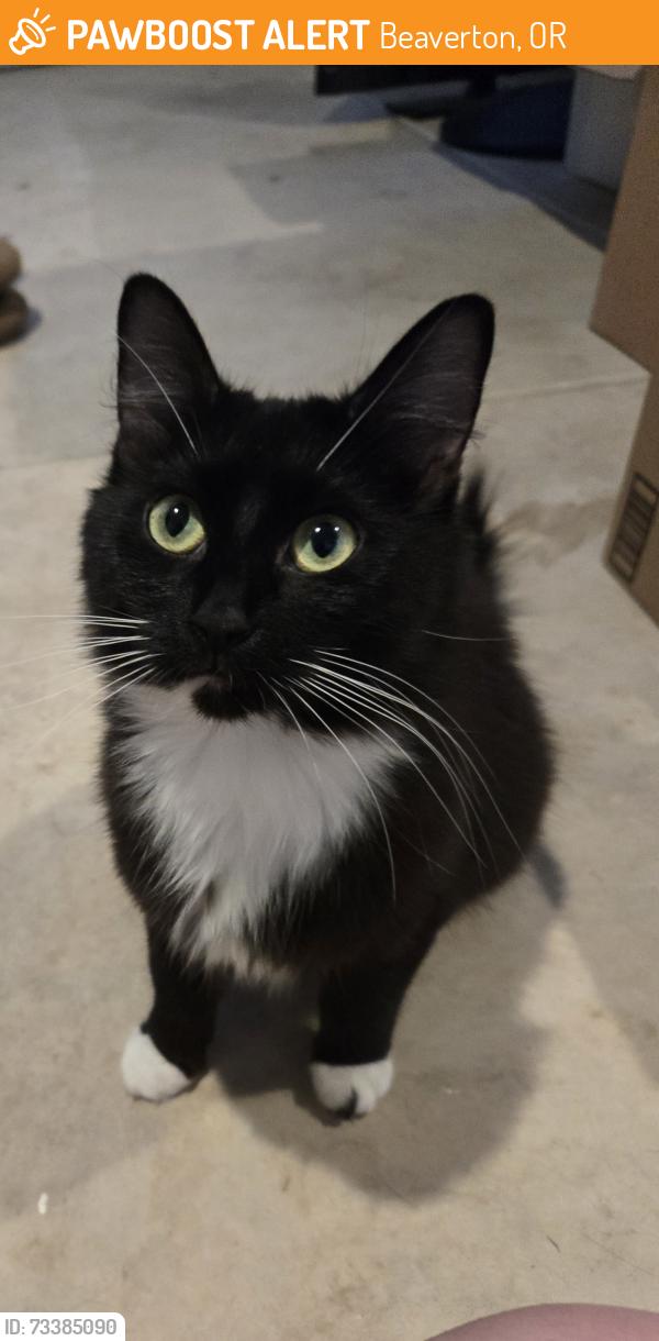 Found/Stray Female Cat last seen Murray Boulevard and Butner Road., Beaverton, OR 97006