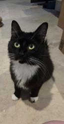Found/Stray Female Cat last seen Murray Boulevard and Butner Road., Beaverton, OR 97006