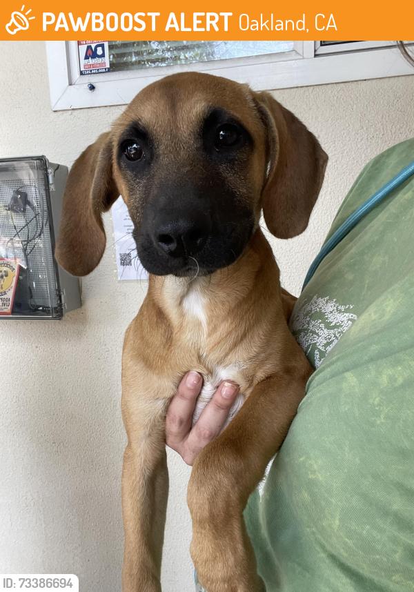 Found/Stray Male Dog last seen Near nattress way, Oakland, CA 94603