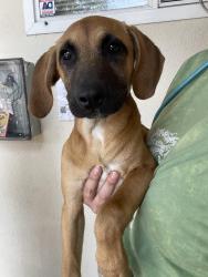 Found/Stray Male Dog last seen Near nattress way, Oakland, CA 94603
