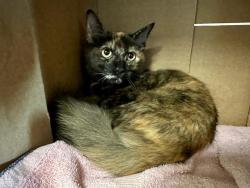 Shelter Stray Female Cat last seen MALDEN, 350 S Huntington Ave, Jamaica Plain, MA 02130, USA