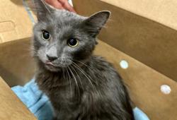 Shelter Stray Male Cat last seen DORCHESTER, 350 S Huntington Ave, Jamaica Plain, MA 02130, USA