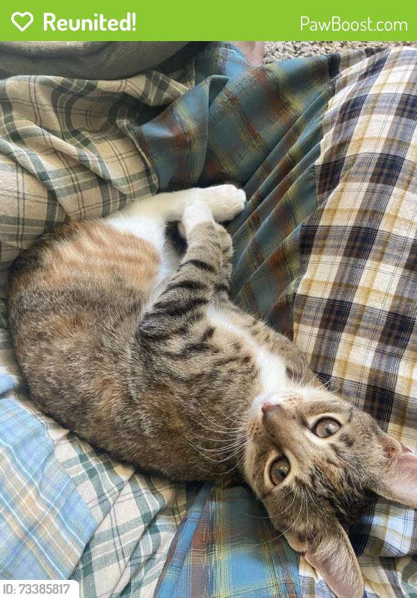 Reunited Female Cat last seen Jumped out second story window at Ellington Apartments, Davis, CA 95618
