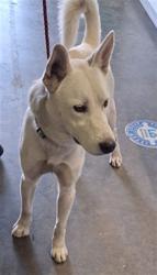 Shelter Stray Unknown Dog last seen , 1850 W 60th St, Los Angeles, CA 90047, USA