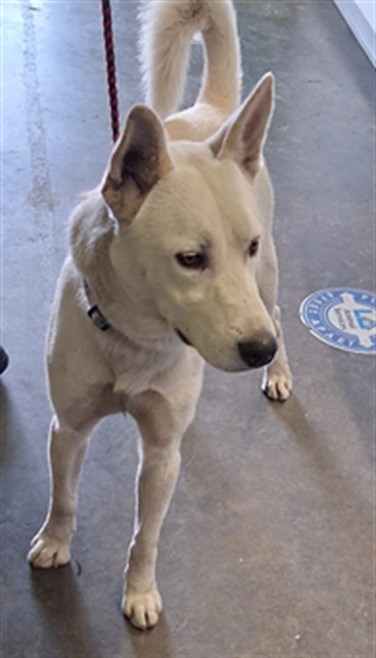 Shelter Stray Male Dog last seen , 1850 W 60th St, Los Angeles, CA 90047, USA