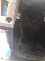 Shelter Stray Male Cat last seen OLIDALE AREA BAKERSFIELD, 201 S Mt Vernon Ave, Bakersfield, CA 93307, USA