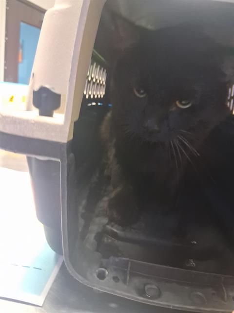 Shelter Stray Male Cat last seen OLIDALE AREA BAKERSFIELD, 201 S Mt Vernon Ave, Bakersfield, CA 93307, USA