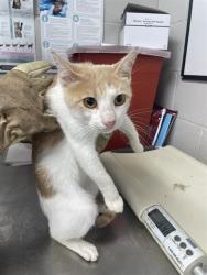 Shelter Stray Male Cat last seen LENOIR DR, 1601 Airport Rd, Shelby, NC 28150, USA