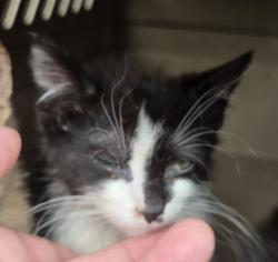 Shelter Stray Unknown Cat last seen Near BLOCK SHANNONHOUSE ST SHELBY, NC 28150, 1601 Airport Rd, Shelby, NC 28150, USA