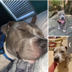 Lost Male Dog last seen Kings hwy, Douglas County, GA 30135