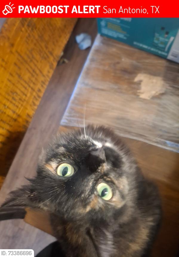 Lost Female Cat last seen Westover Hills, San Antonio, TX 78251