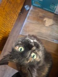 Lost Female Cat last seen Westover Hills, San Antonio, TX 78251