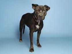 Shelter Stray Female Dog last seen 39TH AVE/MCDOWELL RD, 5501 E Van Buren St, Phoenix, AZ 85008, USA