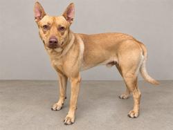 Shelter Stray Male Dog last seen , 38550 Sierra Hwy, Palmdale, CA 93550, USA