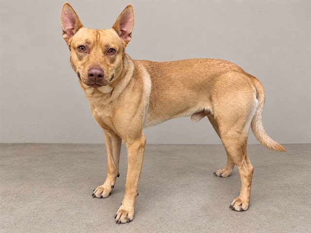 Shelter Stray Male Dog last seen , 38550 Sierra Hwy, Palmdale, CA 93550, USA