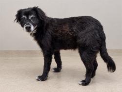 Shelter Stray Male Dog last seen , 38550 Sierra Hwy, Palmdale, CA 93550, USA
