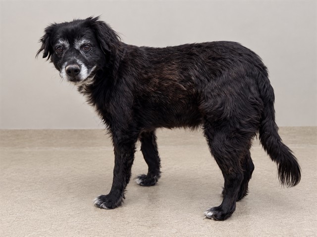 Shelter Stray Male Dog last seen , 38550 Sierra Hwy, Palmdale, CA 93550, USA