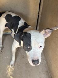 Shelter Stray Unknown Dog last seen Near BLOCK NW 20TH ST, OKLAHOMA CITY OK 73107, 2811 SE 29th St, Oklahoma City, OK 73129, USA