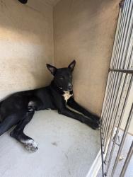 Shelter Stray Unknown Dog last seen Near BLOCK NW 20TH ST, OKLAHOMA CITY OK 73107, 2811 SE 29th St, Oklahoma City, OK 73129, USA