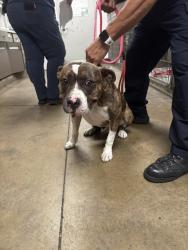 Shelter Stray Male Dog last seen , 14409 Vanowen St, Van Nuys, CA 91405, USA