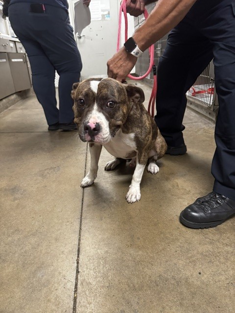 Shelter Stray Male Dog last seen , 14409 Vanowen St, Van Nuys, CA 91405, USA