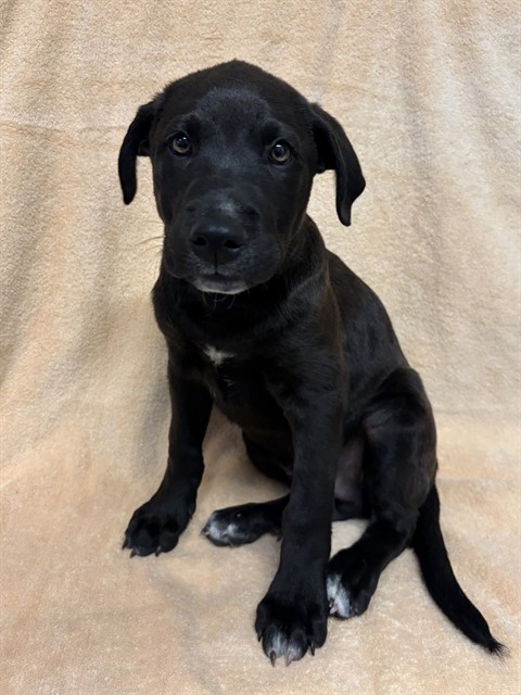Shelter Stray Male Dog last seen , 31044 Charlie Canyon Rd, Castaic, CA 91384, USA