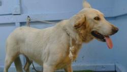 Shelter Stray Female Dog last seen , 216 W Victoria St, Gardena, CA 90248, USA