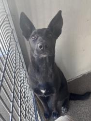 Shelter Stray Female Dog last seen INLAND CENTER MALL AND E ST, 333 Chandler Pl, San Bernardino, CA 92408, USA
