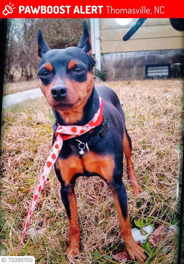 Lost Male Dog last seen Oldgreenboro Rd, Thomasville, NC 27360